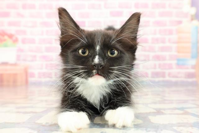 東京都のメインクーン (Coo&RIKU江戸川店/2023年9月24日生まれ/男の子/ブラックホワイト)の子猫