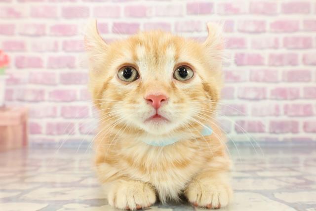 神奈川県のキンカロー (Coo&RIKUパウ川崎店/2023年9月28日生まれ/男の子/レッドタビー)の子猫