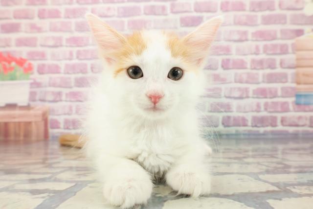 東京都のターキッシュバン (Coo&RIKU中野サンモール店/2023年9月27日生まれ/女の子/レッドタビーホワイト)の子猫