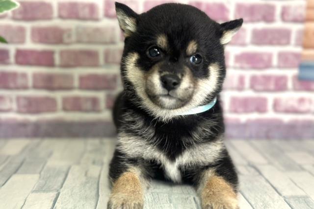 北海道の豆柴 (Coo&RIKU函館店/2023年10月1日生まれ/男の子/ブラック(黒))の子犬