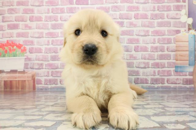 北海道のゴールデンレトリバー (Coo&RIKU帯広店/2023年9月30日生まれ/女の子/ゴールデン)の子犬