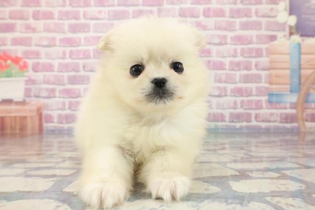 兵庫県のハーフ犬 (Coo&RIKU尼崎店/2023年9月29日生まれ/女の子/クリーム)の子犬