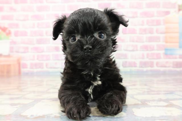 兵庫県のハーフ犬 (Coo&RIKU尼崎店/2023年9月30日生まれ/男の子/ブラック(黒))の子犬