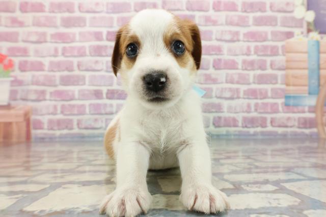 北海道のジャックラッセルテリア (Coo&RIKU札幌東店/2023年10月1日生まれ/男の子/ホワイトタン)の子犬