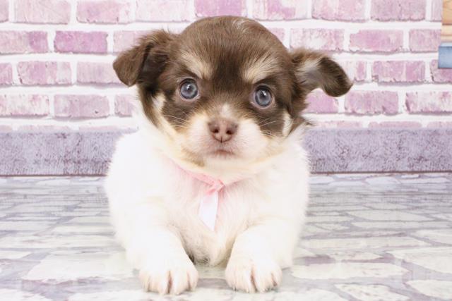 奈良県のチワワ(ロング) (Coo&RIKU奈良新庄店/2023年10月1日生まれ/女の子/ホワイトチョコレートタン)の子犬