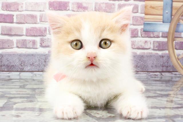兵庫県のブリティッシュショートヘアー (Coo&RIKU神戸三宮店/2023年9月30日生まれ/男の子/クリームホワイト)の子猫