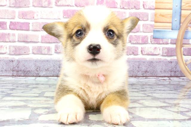 大阪府のウェルシュコーギーペンブローク (Coo&RIKU梅田店/2023年9月30日生まれ/女の子/レッドホワイト)の子犬