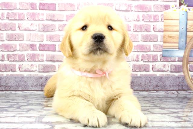 兵庫県のゴールデンレトリバー (Coo&RIKU伊丹店/2023年9月28日生まれ/女の子/ゴールデン)の子犬