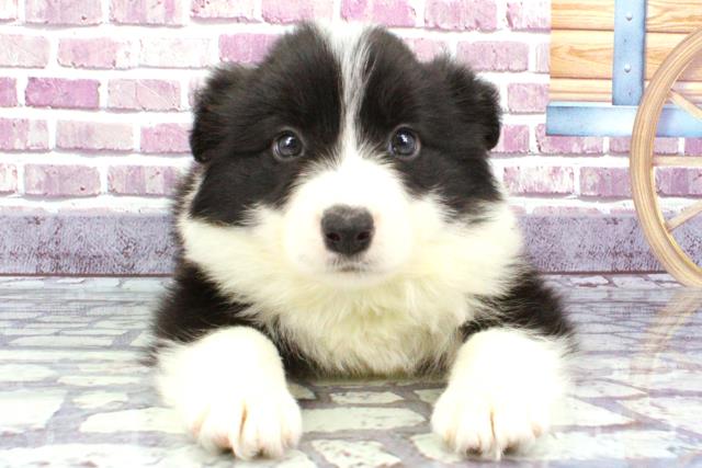 大阪府のボーダーコリー (Coo&RIKU天王寺店/2023年10月1日生まれ/男の子/ブラックホワイト)の子犬