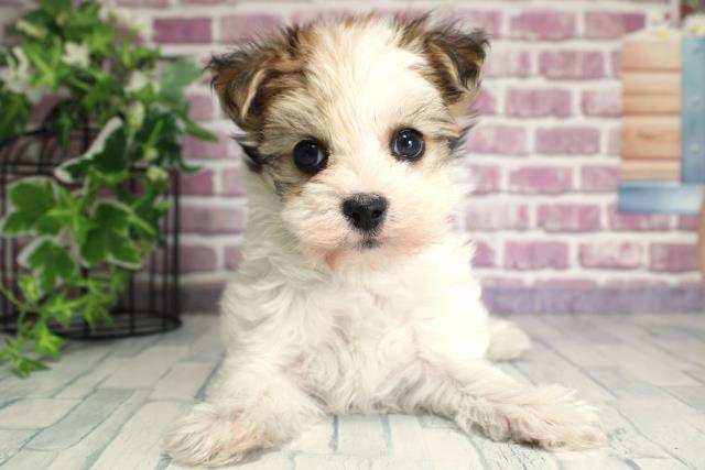 北海道のハーフ犬 (Coo&RIKU札幌東店/2023年9月27日生まれ/男の子/ホワイトブラウン(白茶))の子犬