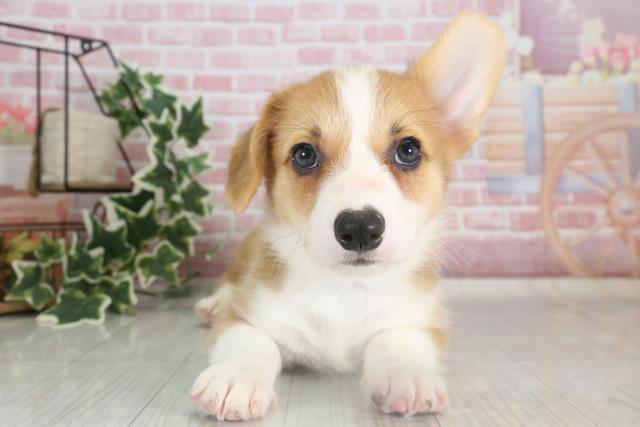 岡山県のウェルシュコーギーペンブローク (Coo&RIKU岡山店/2023年9月26日生まれ/男の子/レッドホワイト)の子犬
