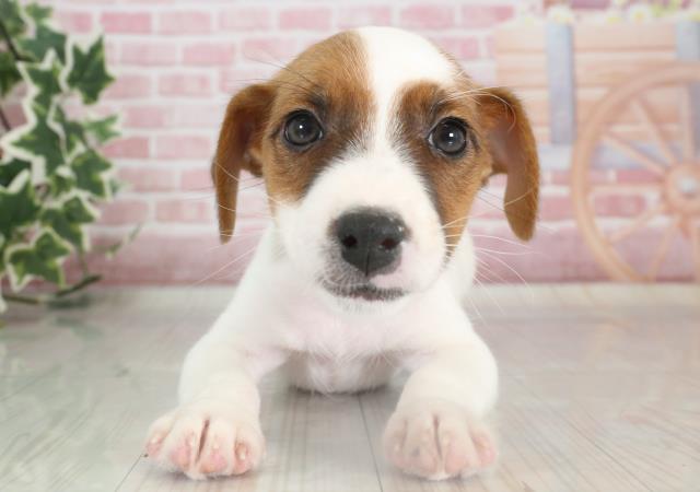 島根県のジャックラッセルテリア (Coo&RIKU出雲店/2023年9月27日生まれ/男の子/タンホワイト)の子犬