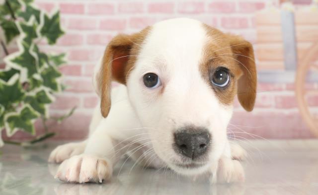 福岡県のジャックラッセルテリア (Coo&RIKU小倉店/2023年9月27日生まれ/女の子/タンホワイト)の子犬