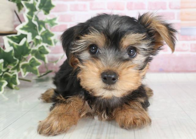 福岡県のヨークシャーテリア (Coo&RIKU小倉店/2023年9月27日生まれ/女の子/スチールブルータン)の子犬