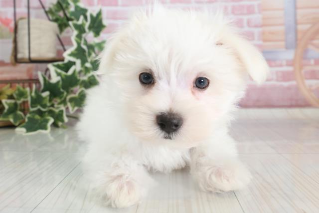 愛媛県のマルチーズ (Coo&RIKU大洲店/2023年9月28日生まれ/男の子/ホワイト(白))の子犬