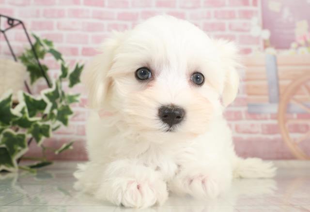 福岡県のマルチーズ (Coo&RIKU筑後店/2023年9月28日生まれ/女の子/ホワイト)の子犬