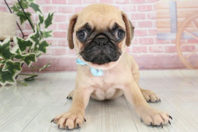 山口県のパグ (Coo&RIKUサンパークあじす店/2023年9月28日生まれ/男の子/フォーン)の子犬