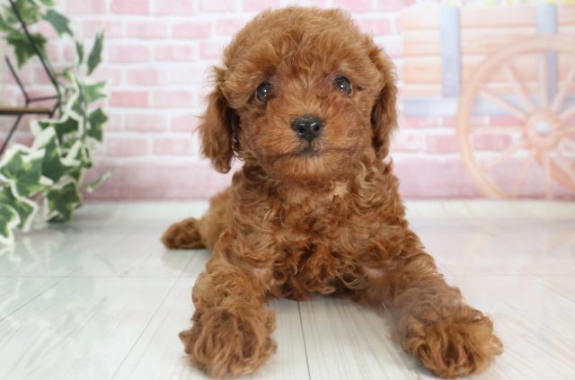 福岡県のトイプードル (Coo&RIKU小倉店/2023年10月1日生まれ/男の子/レッド(赤))の子犬