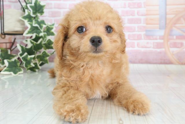 広島県のチワプー(プーチー) (Coo&RIKU福山店/2023年9月26日生まれ/男の子/レッド(赤))の子犬