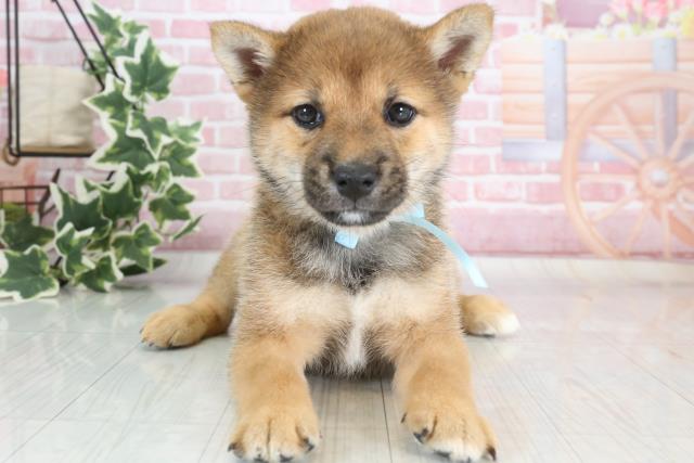 熊本県の豆柴 (Coo&RIKUイオンモール宇城店/2023年10月1日生まれ/男の子/レッド(赤))の子犬