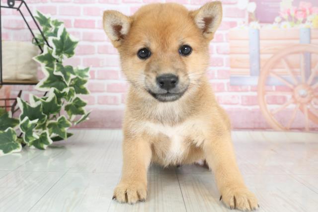 山口県の豆柴 (Coo&RIKUシーモール下関店/2023年10月1日生まれ/男の子/レッド(赤))の子犬