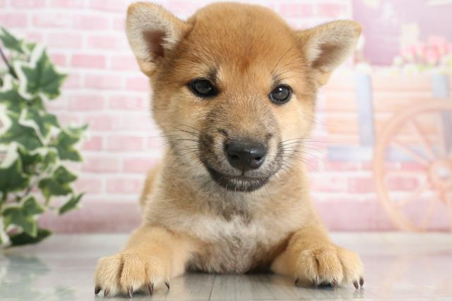 徳島県の豆柴 (Coo&RIKU徳島店/2023年10月1日生まれ/男の子/レッド(赤))の子犬