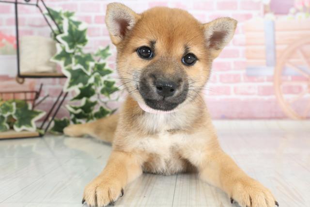 広島県の豆柴 (Coo&RIKU福山店/2023年10月1日生まれ/女の子/レッド(赤))の子犬