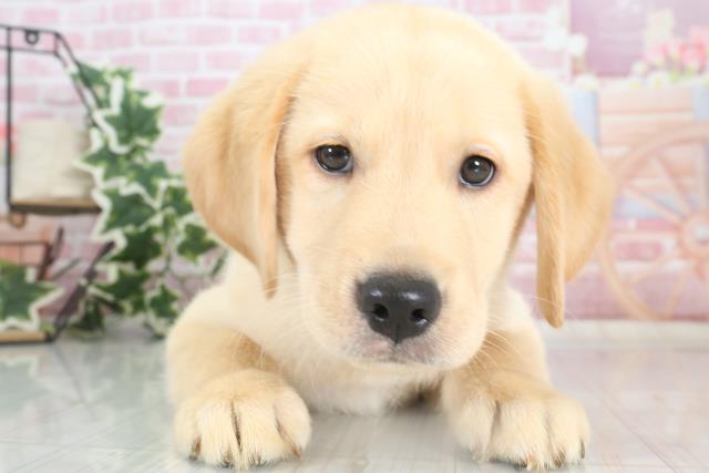 鹿児島県のハーフ犬 (Coo&RIKU鹿児島店/2023年9月25日生まれ/男の子/ゴールド)の子犬