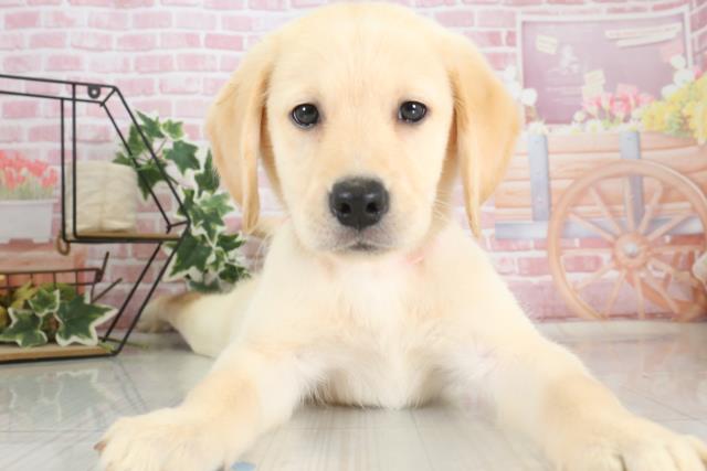 広島県のハーフ犬 (Coo&RIKU福山店/2023年9月25日生まれ/女の子/ゴールド)の子犬