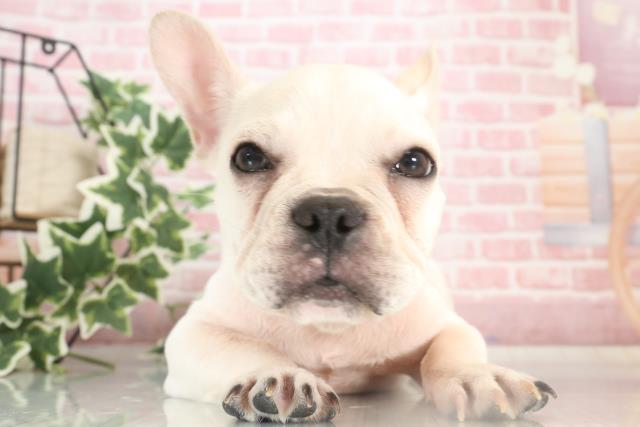 広島県のフレンチブルドッグ (Coo&RIKU福山店/2023年7月30日生まれ/女の子/クリーム)の子犬