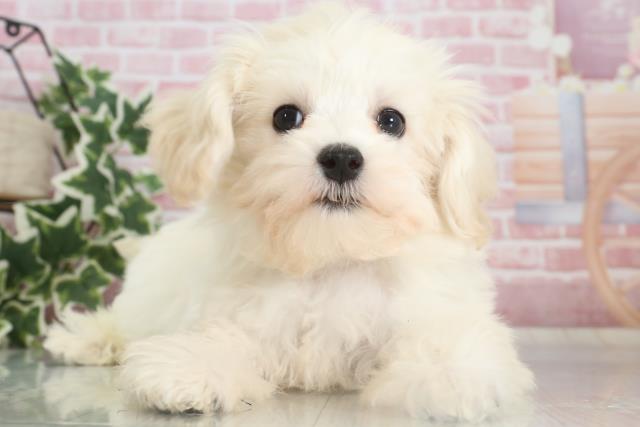 広島県のマルプー (Coo&RIKU福山店/2023年9月3日生まれ/男の子/クリーム)の子犬