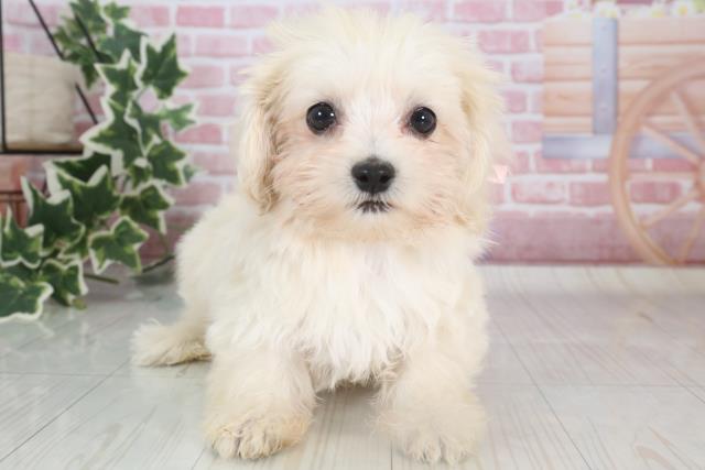熊本県のマルプー (Coo&RIKUイオンモール宇城店/2023年9月3日生まれ/女の子/クリーム)の子犬