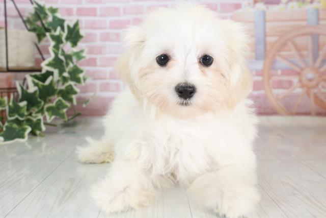 福岡県のマルプー (Coo&RIKU行橋店/2023年9月3日生まれ/女の子/クリーム)の子犬