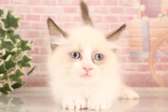 広島県のラグドール (Coo&RIKU広島中央店/2023年9月29日生まれ/女の子/シールポイントバイカラー)の子猫