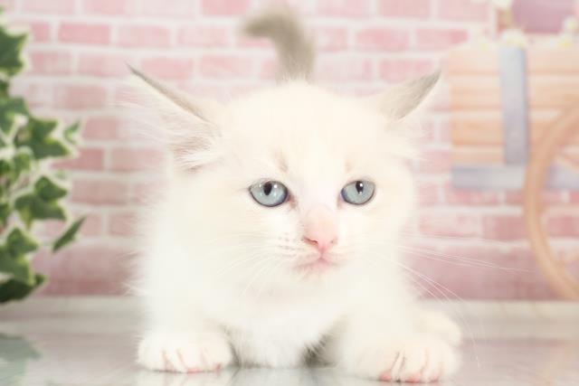 愛媛県のラグドール (Coo&RIKU大洲店/2023年9月29日生まれ/女の子/ブルーポイント)の子猫