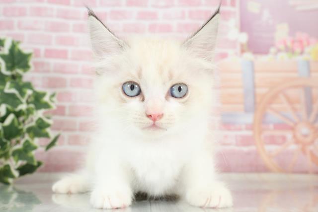 島根県のラグドール (Coo&RIKU出雲店/2023年9月28日生まれ/女の子/シールリンクスポイントバイカラー)の子猫