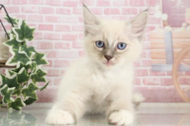 広島県のラグドール (Coo&RIKU広島北店/2023年9月26日生まれ/男の子/ブルーリンクスポイント)の子猫