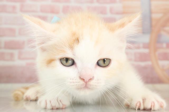 長崎県のスコティッシュフォールド (Coo&RIKU大村店/2023年9月27日生まれ/男の子/レッドタビーホワイト)の子猫