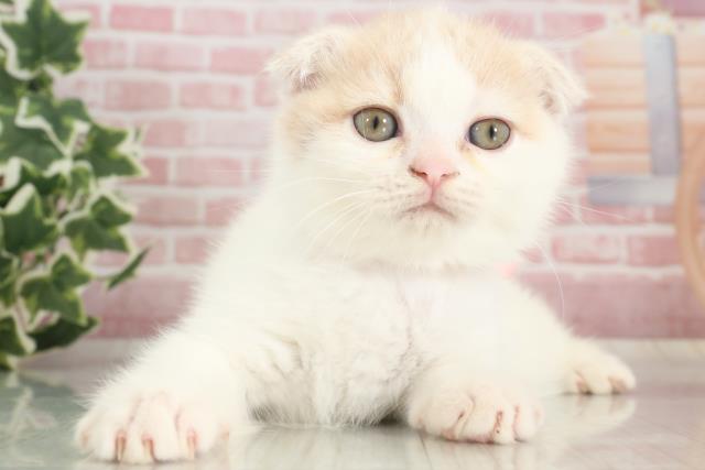長崎県のスコティッシュフォールド (Coo&RIKU大村店/2023年9月27日生まれ/女の子/クリームタビーホワイト)の子猫