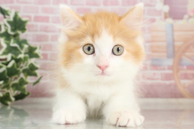 福岡県のラガマフィン (Coo&RIKU筑後店/2023年9月27日生まれ/女の子/レッドタビーホワイト)の子猫