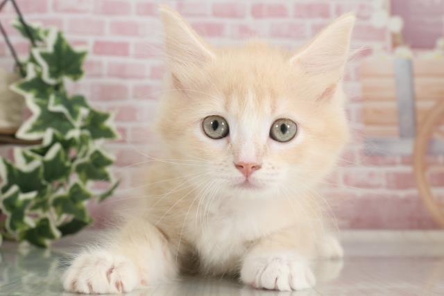 熊本県のラガマフィン (Coo&RIKU熊本店/2023年9月27日生まれ/女の子/クリームタビーホワイト)の子猫