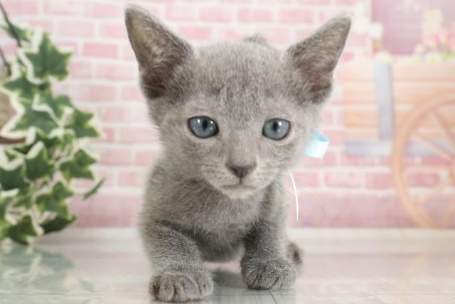 広島県のロシアンブルー (Coo&RIKUゆめタウン大竹店/2023年9月27日生まれ/男の子/ブルー)の子猫