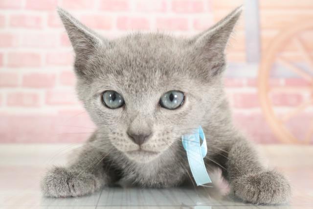 広島県のロシアンブルー (Coo&RIKU福山店/2023年9月27日生まれ/男の子/ブルー)の子猫