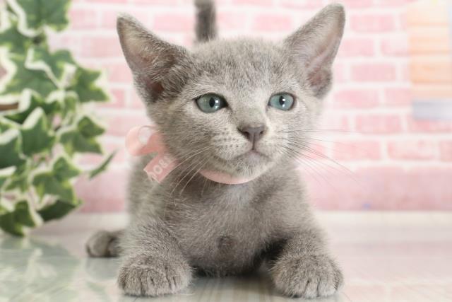 福岡県のロシアンブルー (Coo&RIKUゆめタウン飯塚店/2023年9月27日生まれ/女の子/ブルー)の子猫