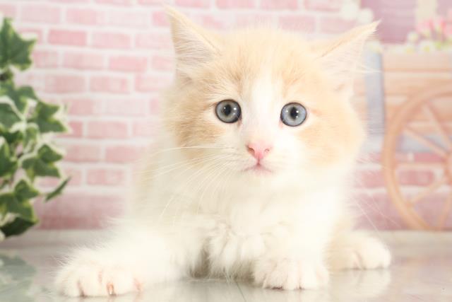 佐賀県のラガマフィン (Coo&RIKU佐賀神埼店/2023年10月1日生まれ/女の子/クリームタビーホワイト)の子猫