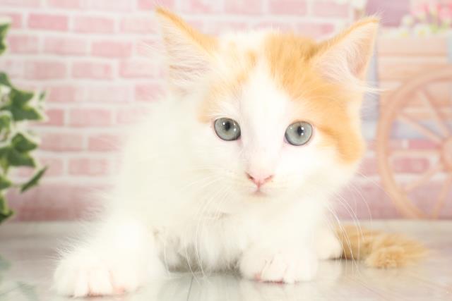 大分県のラガマフィン (Coo&RIKU大分店/2023年10月1日生まれ/女の子/レッドタビーホワイト)の子猫