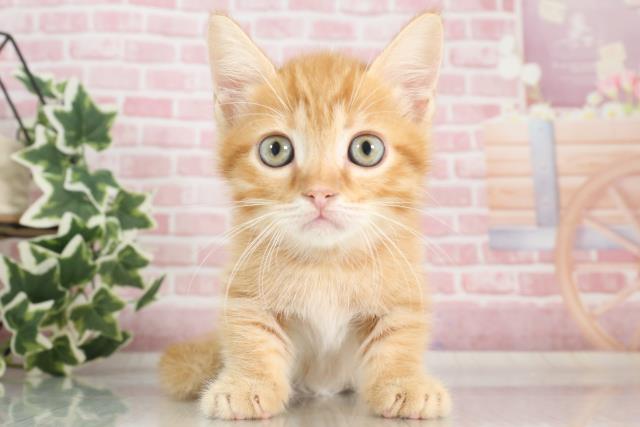 福岡県のミヌエット (Coo&RIKU行橋店/2023年9月26日生まれ/男の子/レッドタビー)の子猫