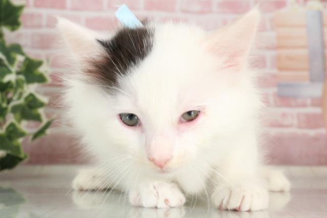 愛媛県のノルウェージャンフォレストキャット (Coo&RIKU大洲店/2023年9月28日生まれ/男の子/ブラックホワイト)の子猫