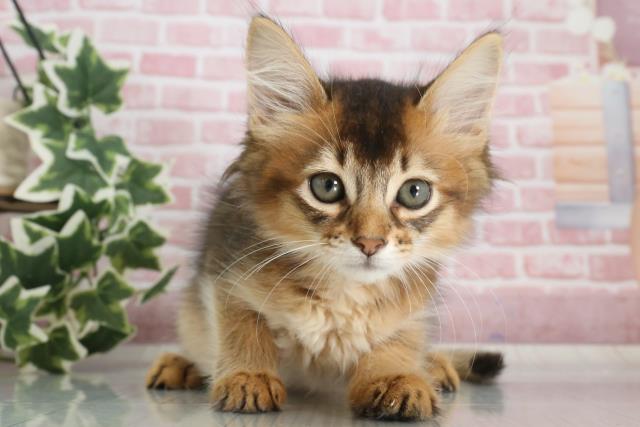 鹿児島県のソマリ (Coo&RIKU霧島店/2023年9月17日生まれ/男の子/ルディ)の子猫
