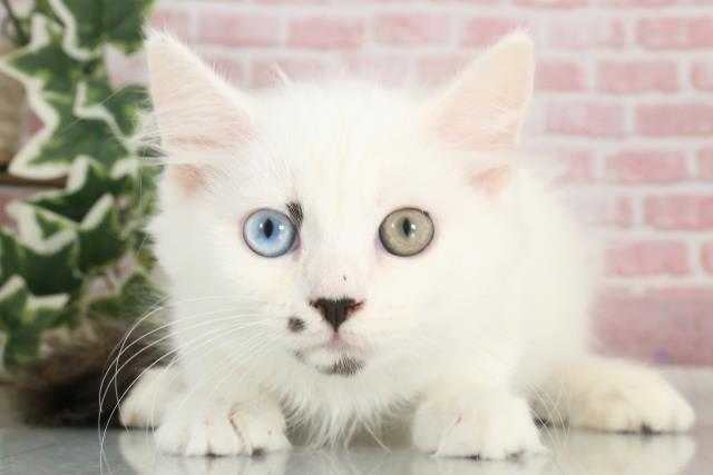 福岡県のラガマフィン (Coo&RIKU小倉店/2023年8月26日生まれ/男の子/ブルーホワイトバン)の子猫